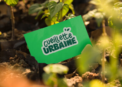 Cueillette urbaine